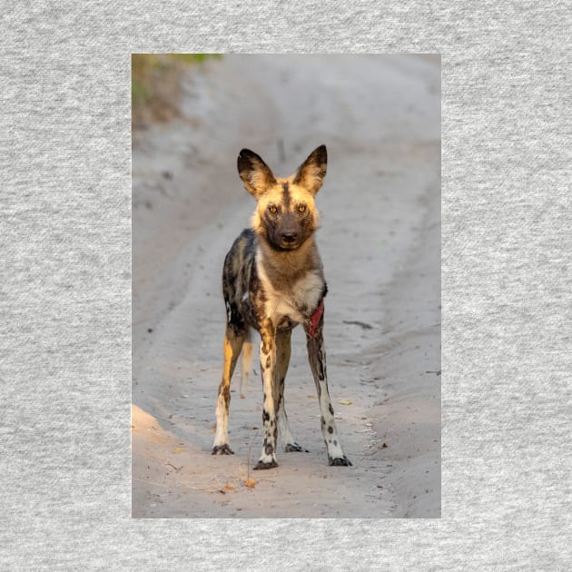 African Painted Dog, Hwange, Zimbabwe by AndrewGoodall